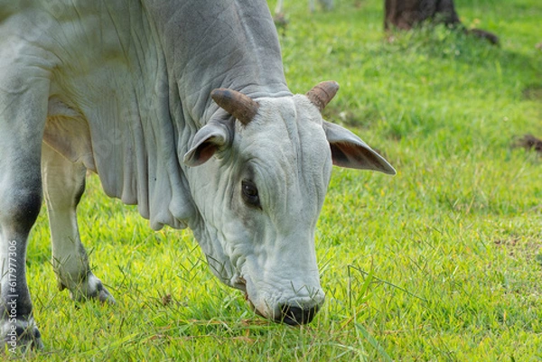 Fototapeta Nellore bull with its head down eating green grass in countryside of Brazil