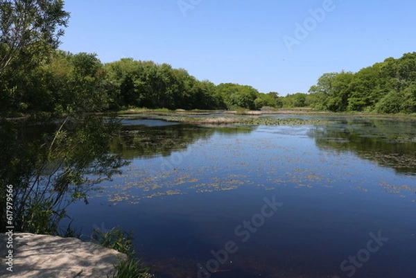 Fototapeta View of small pond on a nice day with a blue, cloudless sky. Still water. Green trees. 