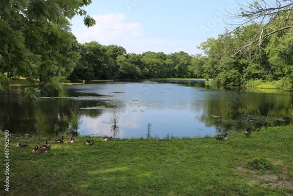 Obraz Pond with reflection and geese