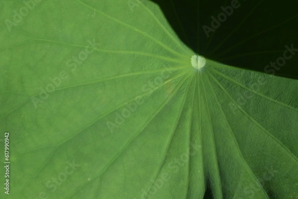 Obraz green leaf texture