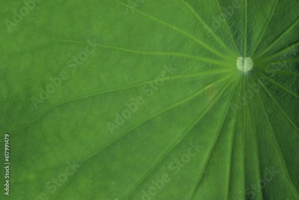 Fototapeta lotus leaf texture for background