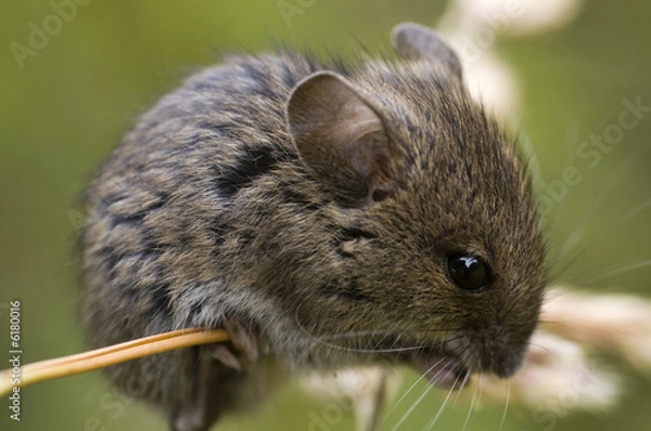 Obraz Field mouse