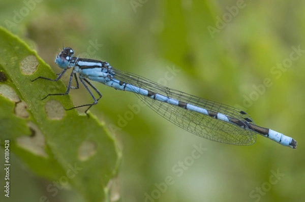 Obraz Damselfly