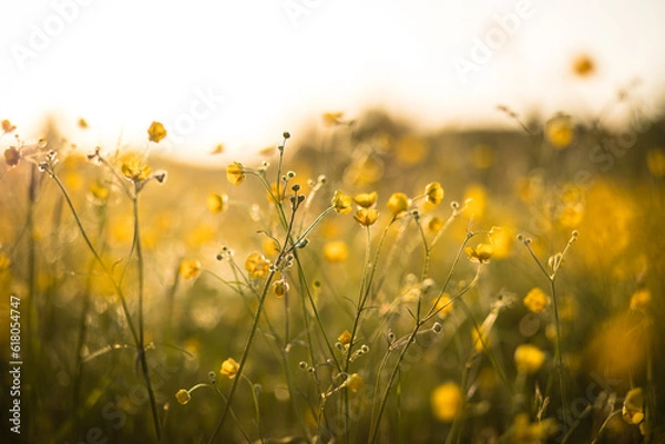Fototapeta Wild yellow buttercups in a summer meadow. Wild flower blooming in the sunlight with soft background