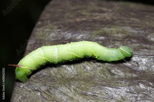 Fototapeta 若草色の大型の芋虫、スズメガ科の幼虫が這う（マクロレンズ使用・自然光・接写写真）