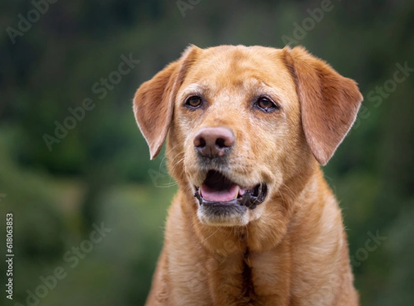 Obraz Cute senior fox red labrador retriever dog face portrait with green background