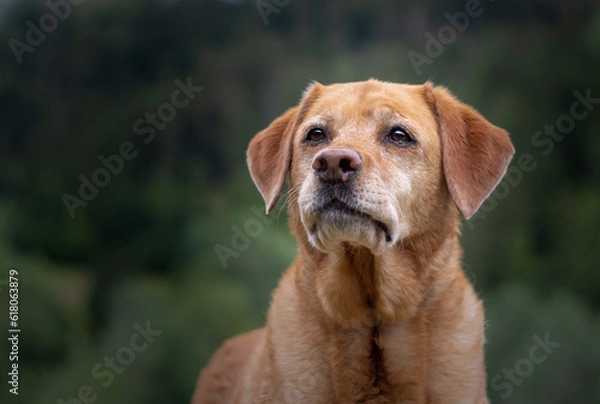 Obraz Cute older fox red labrador retriever dog portrait with a greed backgroung