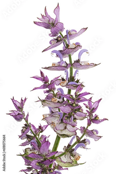 Fototapeta Inflorescences clary sage, lat. Salvia sclarea, isolated on white background