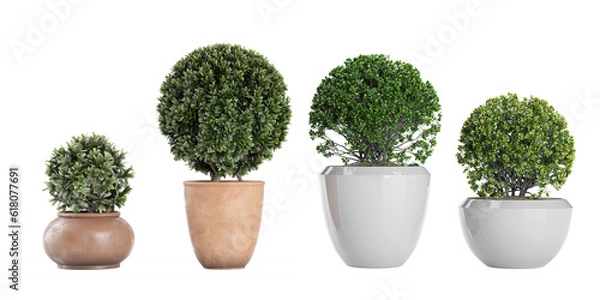 Fototapeta Set of Euonymus japonicus, Laurus Nobilis  isolated transparent background collection