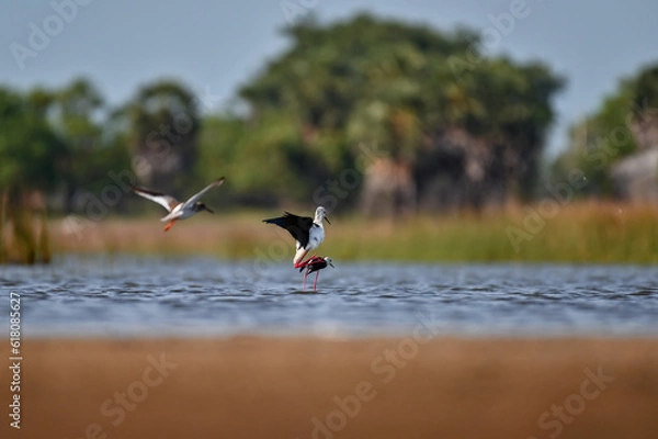Obraz Black winged stilt