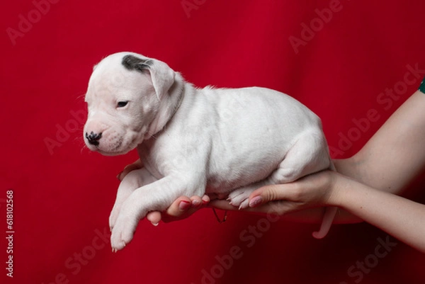 Fototapeta Small white puppy on a red background. Dogo argentino puppy in arms. 2 months old purebred puppy. Place for your text.