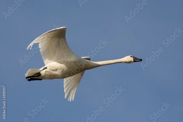Fototapeta Tundra Swan in Flight