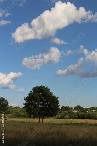 Fototapeta A tree in a field