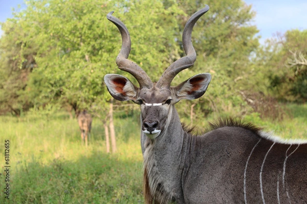 Obraz Afrykański byk kudu