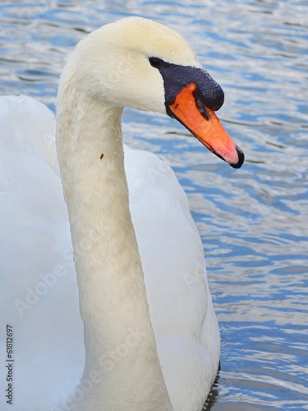 Fototapeta Schwan