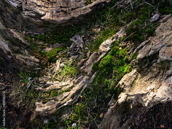 Fototapeta Moss on tree