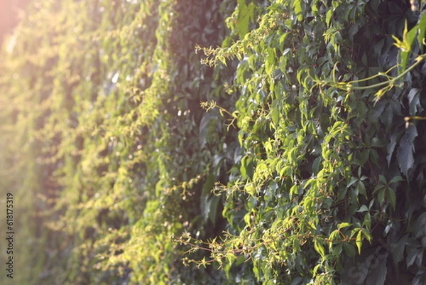 Obraz moss on the stone