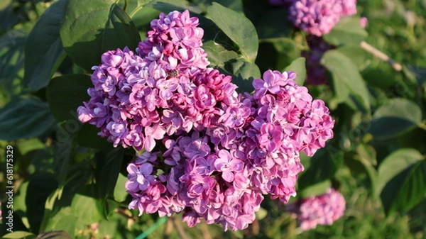 Obraz flowers in the garden