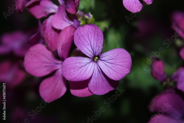 Obraz flowers in the garden