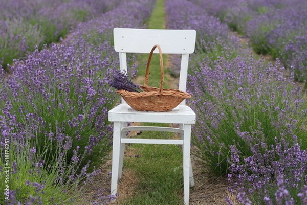 Obraz lavender in the garden