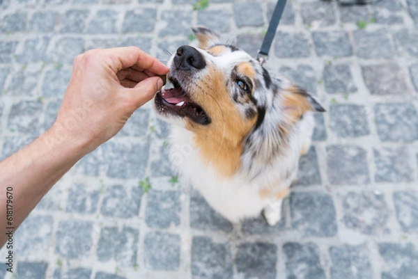 Fototapeta Giving the dog a treat, first person perspective, selective focus on the nose. Human hand giving an auusie dog a treat