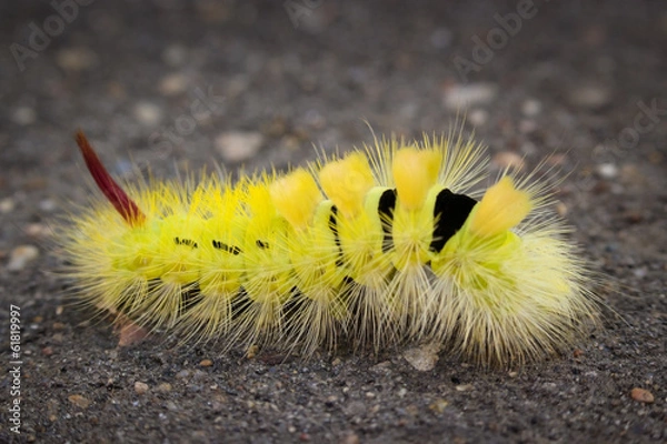 Obraz Pale Tussock Moth caterpillar