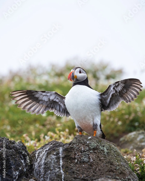 Obraz atlantic puffin or common puffin