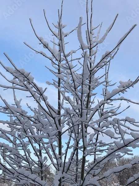 Fototapeta tree in snow