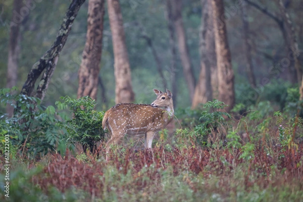 Obraz deer in the woods