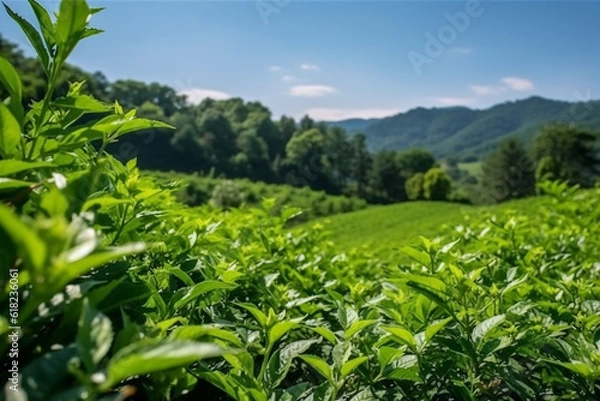 Fototapeta Green Tea field plantation with beautiful wide angle with blue sky.Generative Ai.