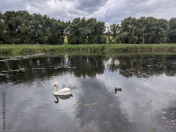 Obraz Duck, lake, swan