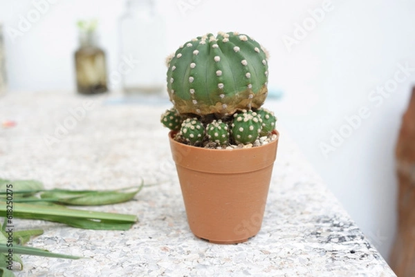 Fototapeta Prickly cactus in many pots.