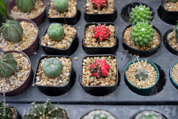 Fototapeta Prickly cactus in many pots.