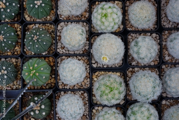 Fototapeta Prickly cactus in many pots.