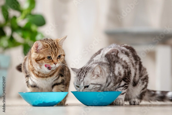 Fototapeta Katze frisst Futter aus Futternapf, Katzenfutter