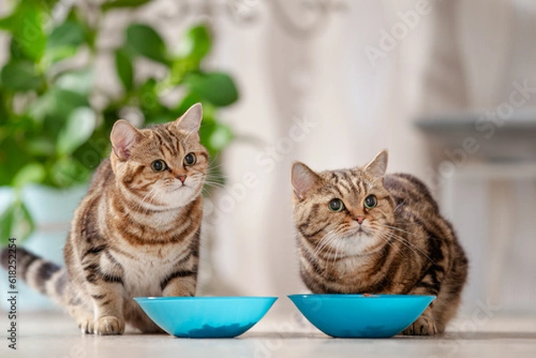Fototapeta Katze frisst Futter aus Futternapf, Katzenfutter