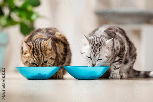 Fototapeta Katze frisst Futter aus Futternapf, Katzenfutter