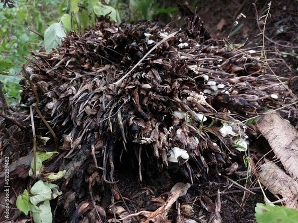 Fototapeta Empty fruit bunches of oil palm overgrown with mushrooms
