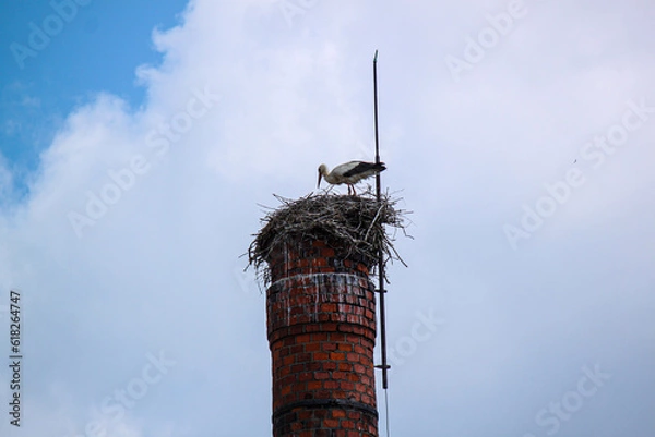 Obraz stork on the pipe