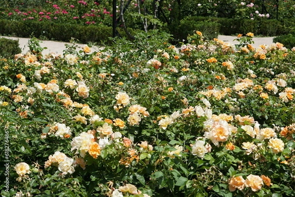 Obraz オレンジと黄色のバラの花壇