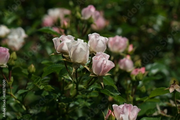 Obraz 鈴のような小さなバラ