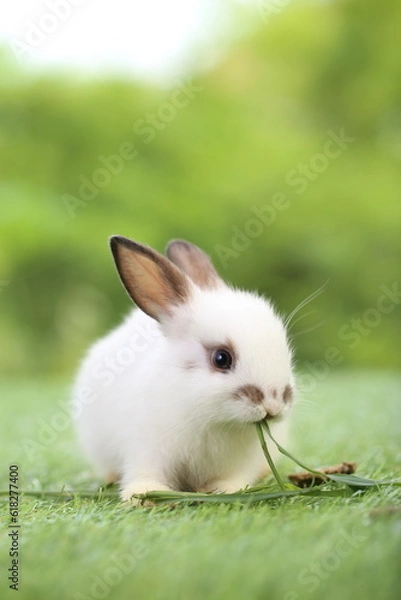 Obraz Cute little rabbit on green grass with natural bokeh as background during spring. Young adorable bunny playing in garden. Lovrely pet at park