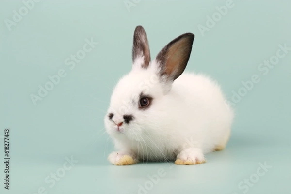 Obraz Rabbit on green pastel screen. Little bunny action. Cute pet for clinic or Vet banner.