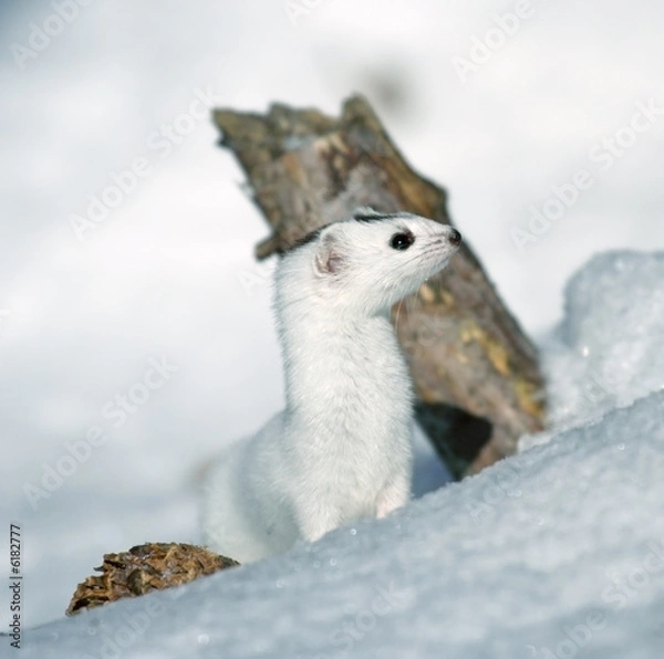 Obraz Weasel ( Mustela nivalis nivalis )