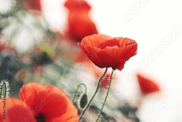 Fototapeta Orange poppies on a white sky background on a sunny evening. Red poppies background. Bright red flowers outdoors. Poppy field.