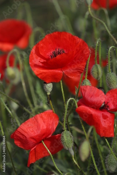Fototapeta Red poppies on a green background on a sunny day. Red poppies background. Bright red flowers outdoors. Poppy field.