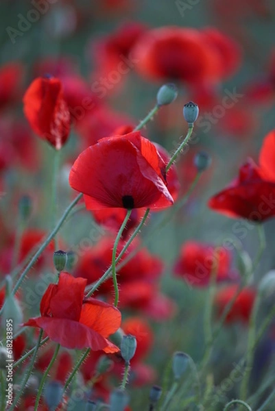 Fototapeta Red poppies on a green background in evening. Red poppies background. Bright red flowers outdoors. Poppy field. Vertical