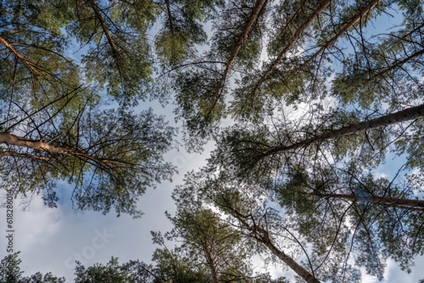 Fototapeta Look up to trees in forest