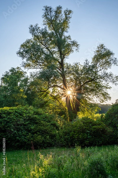 Fototapeta Tree in park at sunset