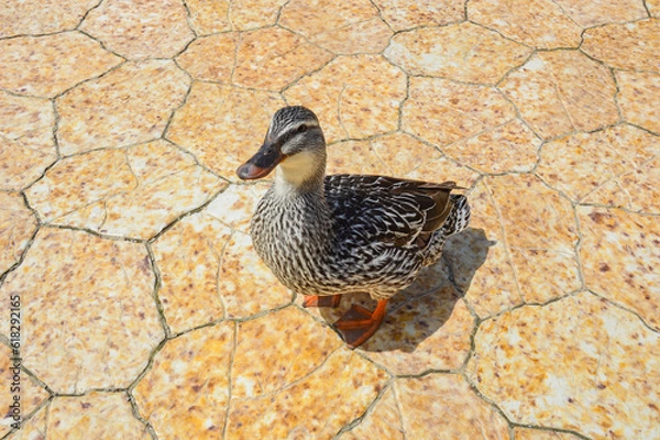 Obraz duck on the park's footpath